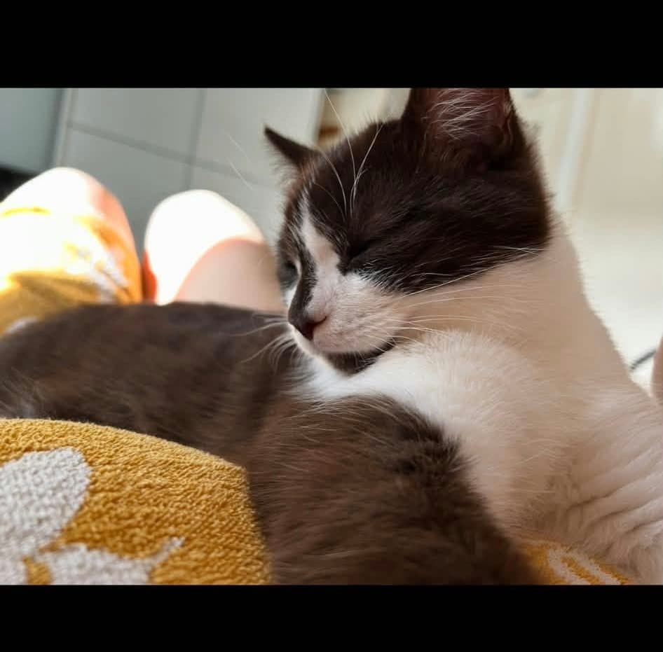 Browni, looking for a forever home