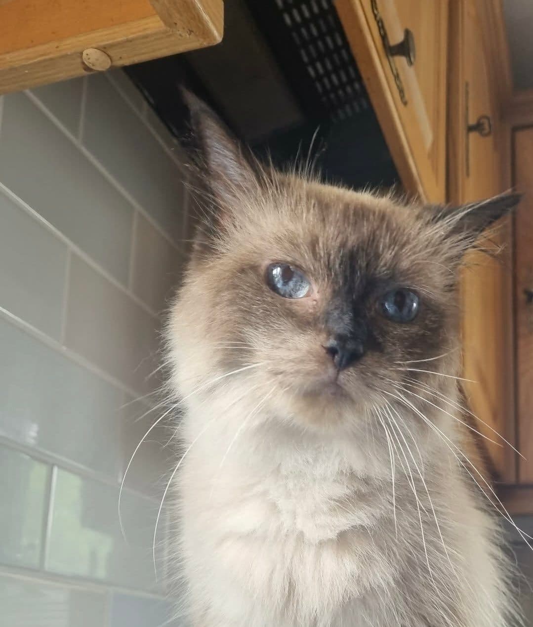 Ziggy, looking for a forever home
