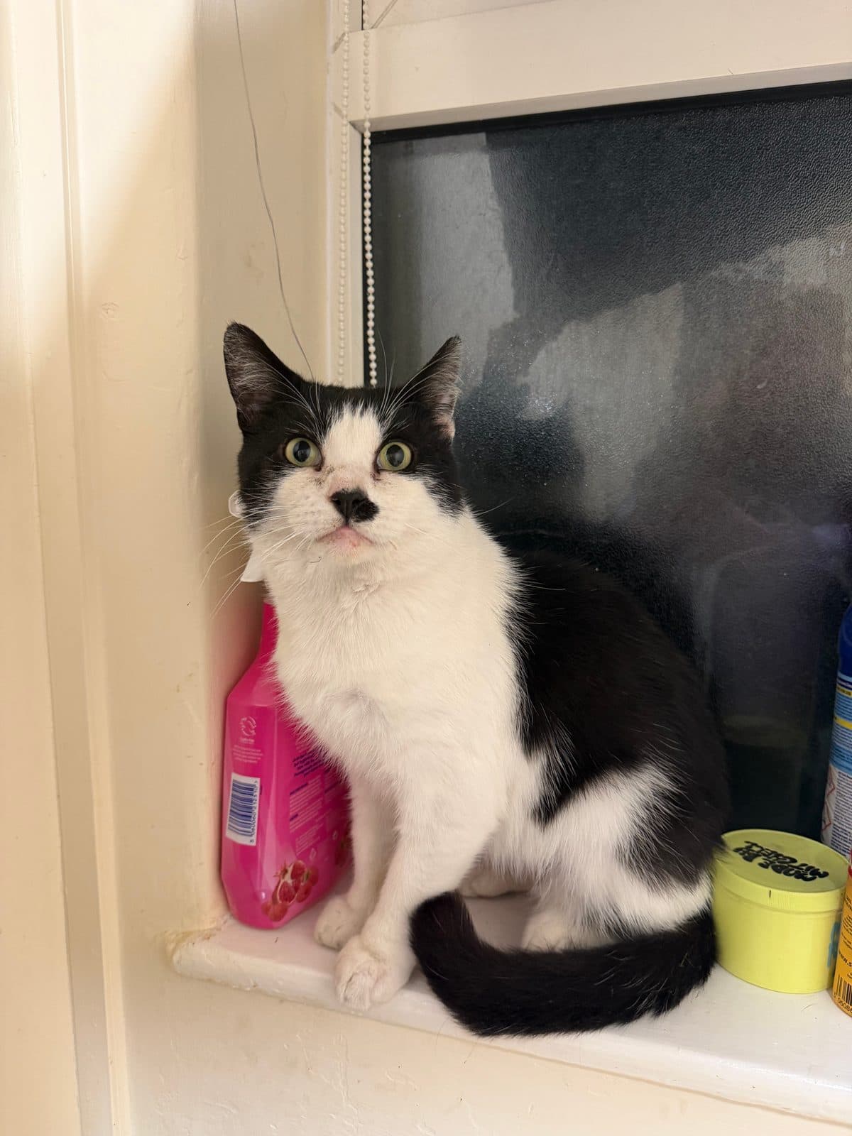 Adolf, looking for a forever home