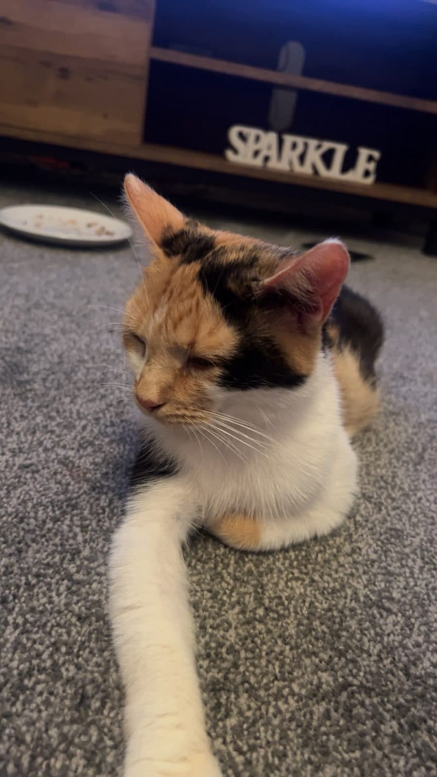 Tilly, looking for a forever home