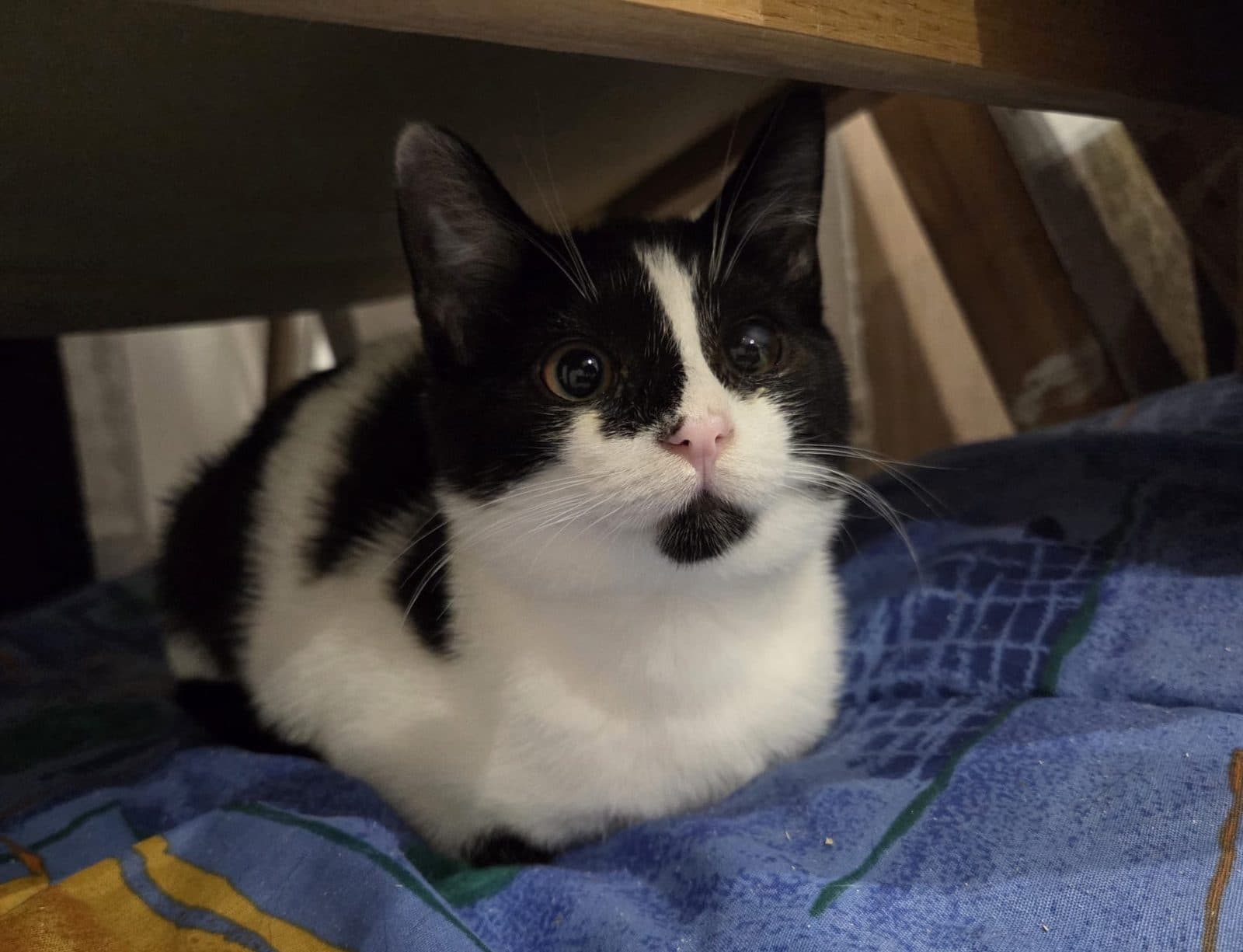Arnie, looking for a forever home