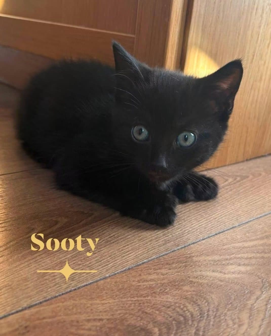 Sooty, looking for a forever home