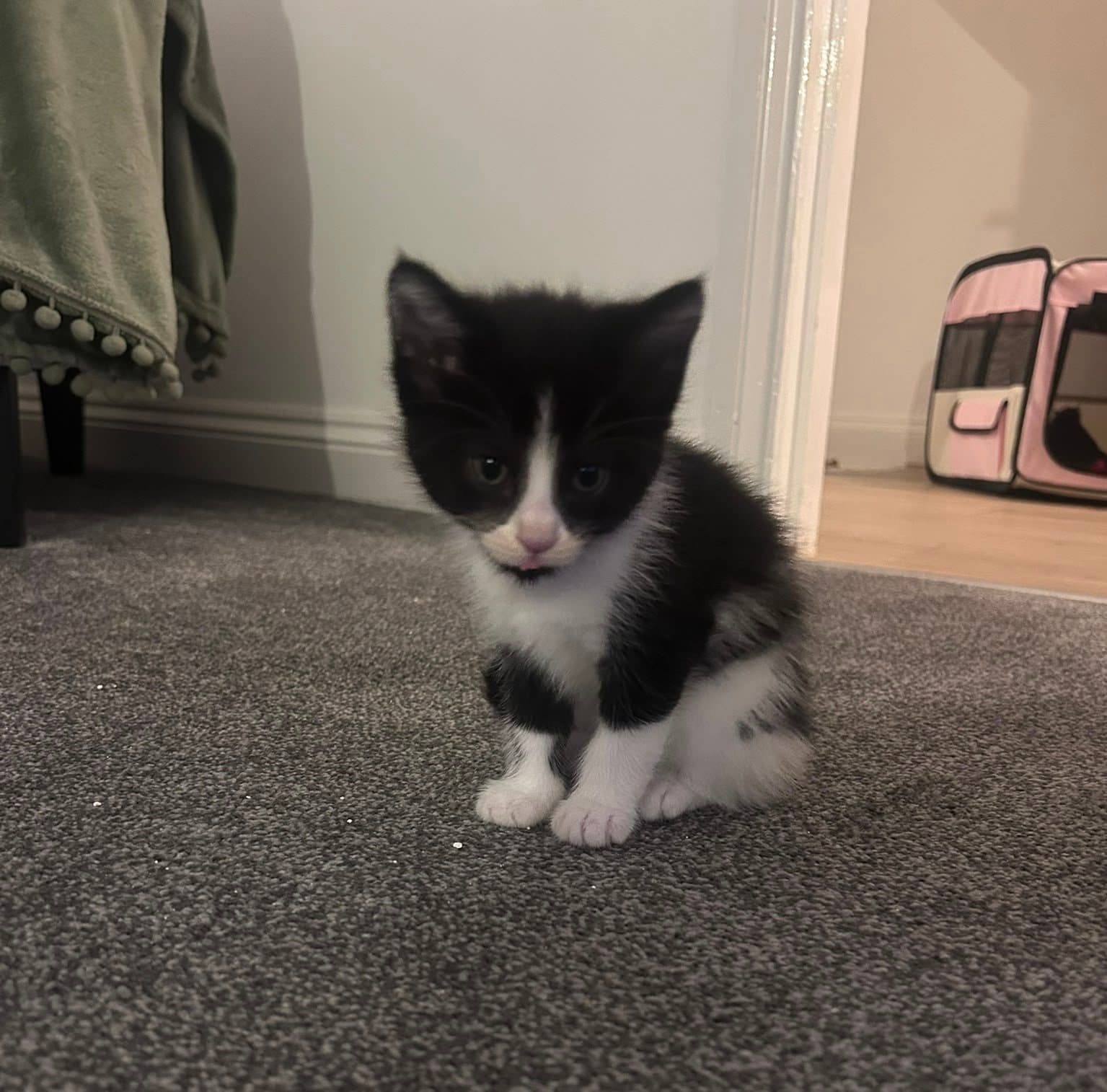 Wilder, looking for a forever home