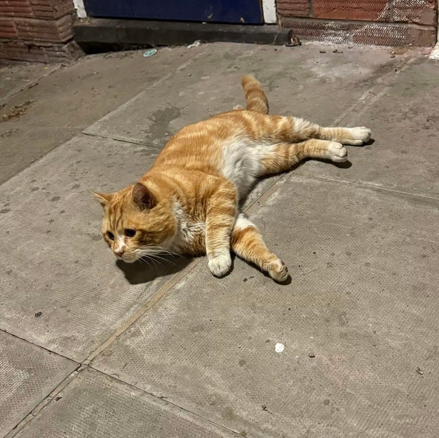 Ginge, looking for a forever home