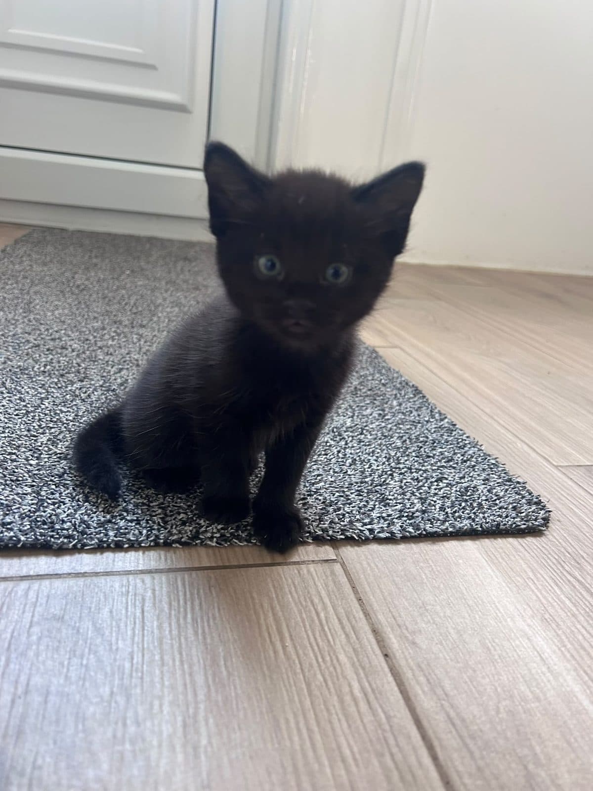 Moosy, looking for a forever home