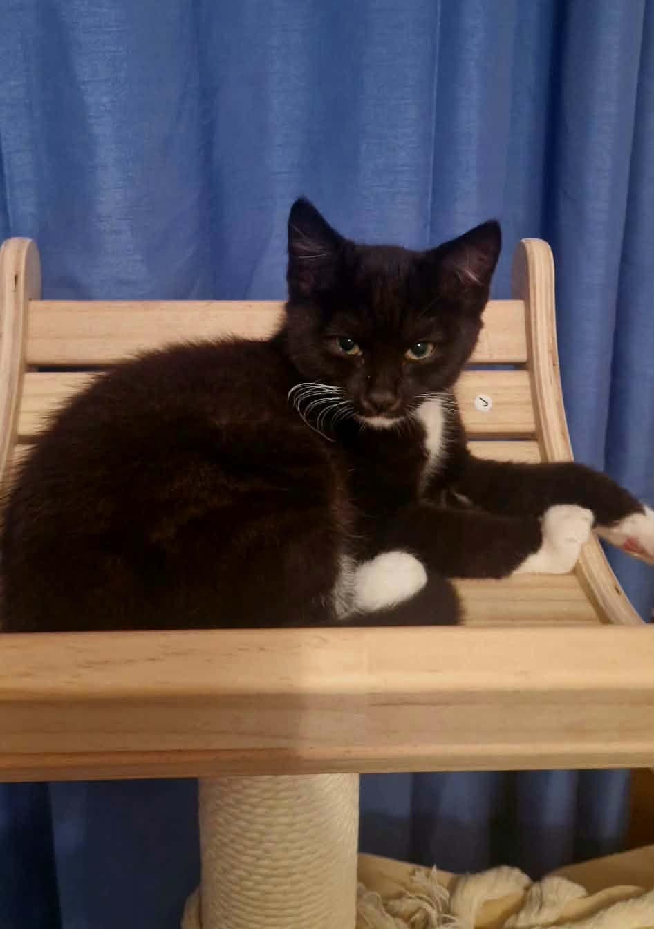 Carlos, looking for a forever home