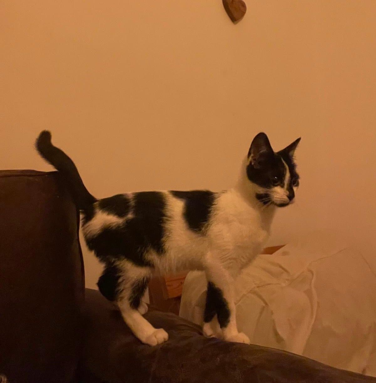 Layla, looking for a forever home