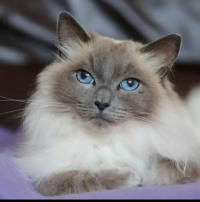 Bluebell, looking for a forever home