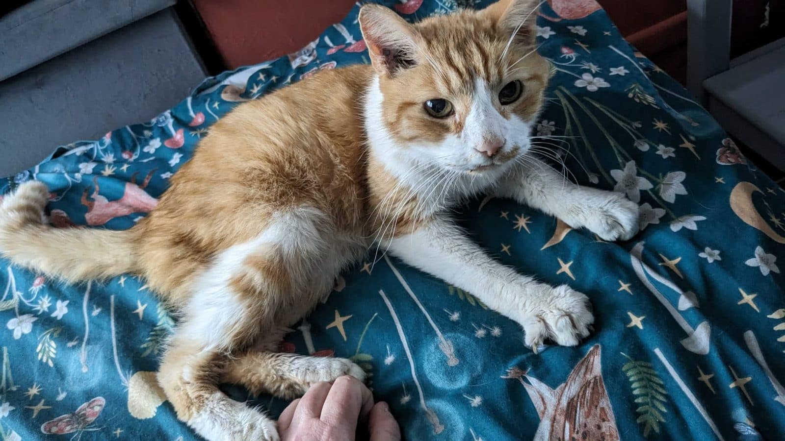 Garfield, looking for a long-term foster home
