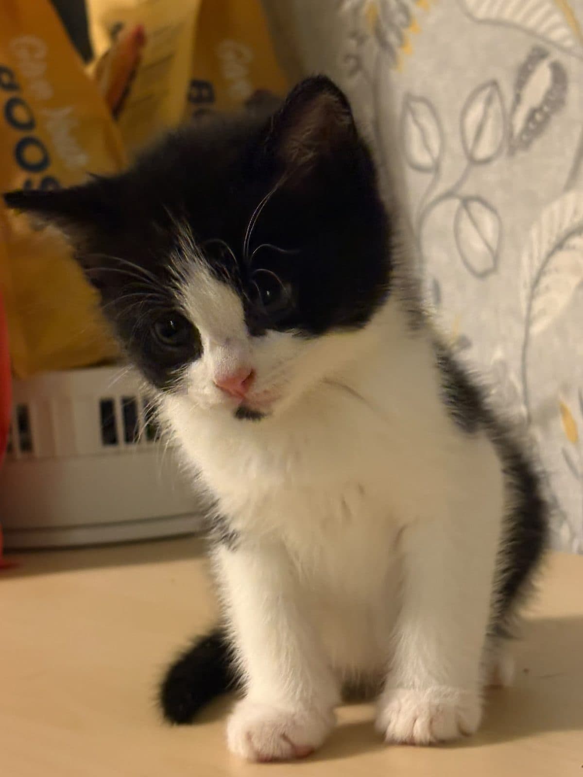 Ron, looking for a forever home
