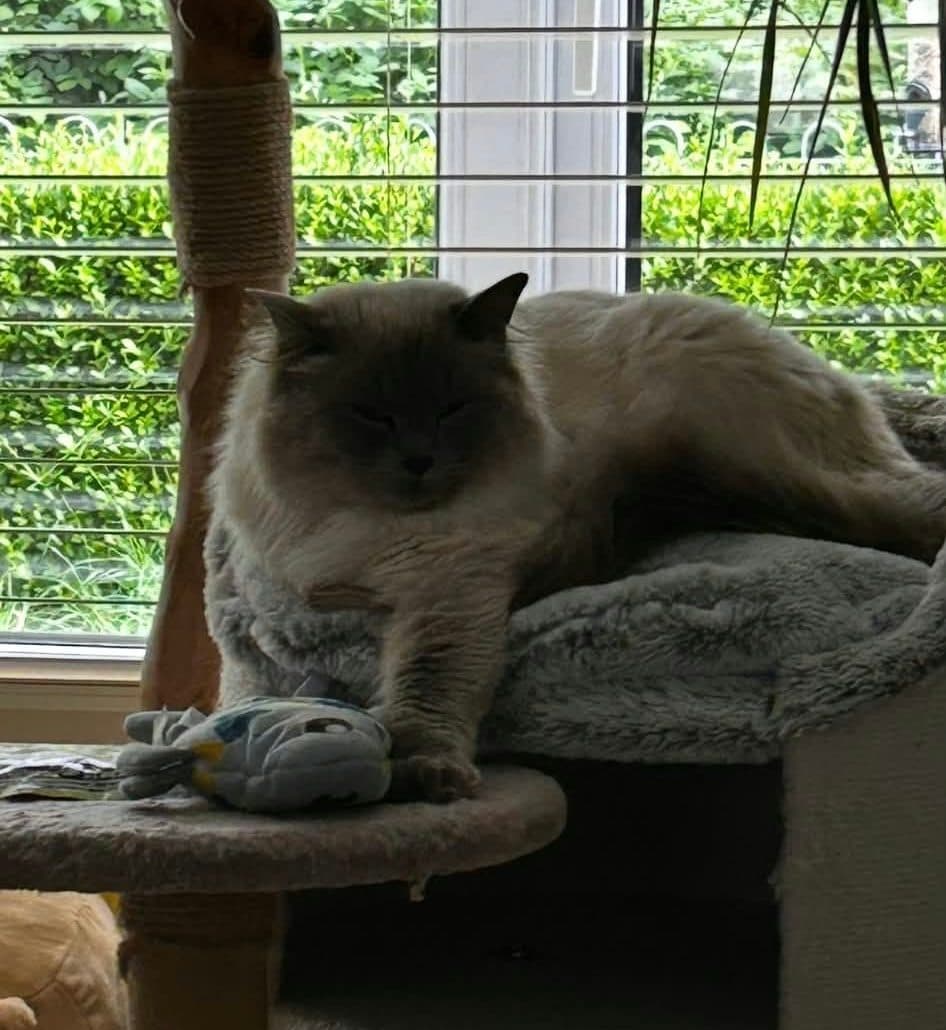 Luna, looking for a forever home
