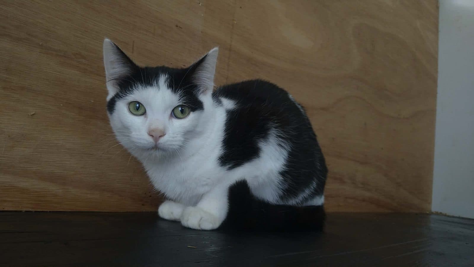 Patch, looking for a forever home