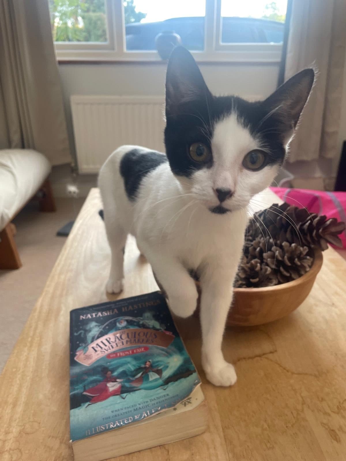 Alison, looking for a forever home
