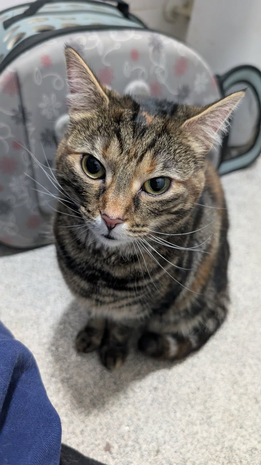 Hazel, looking for a forever home