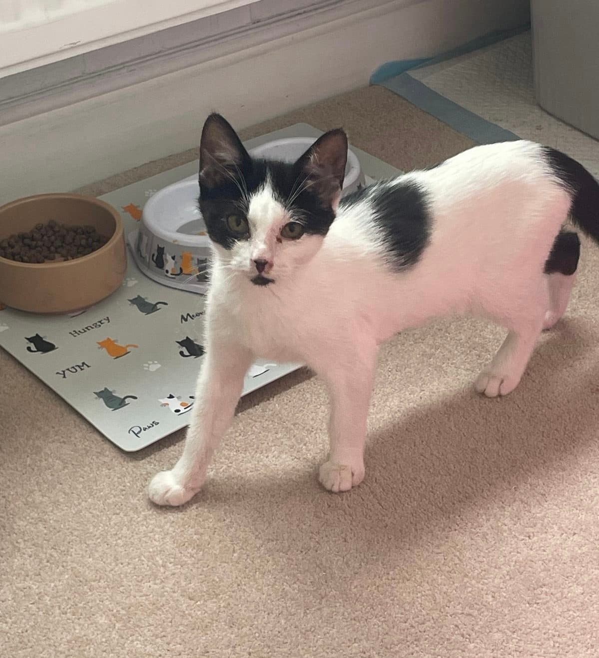 Alison, looking for a forever home
