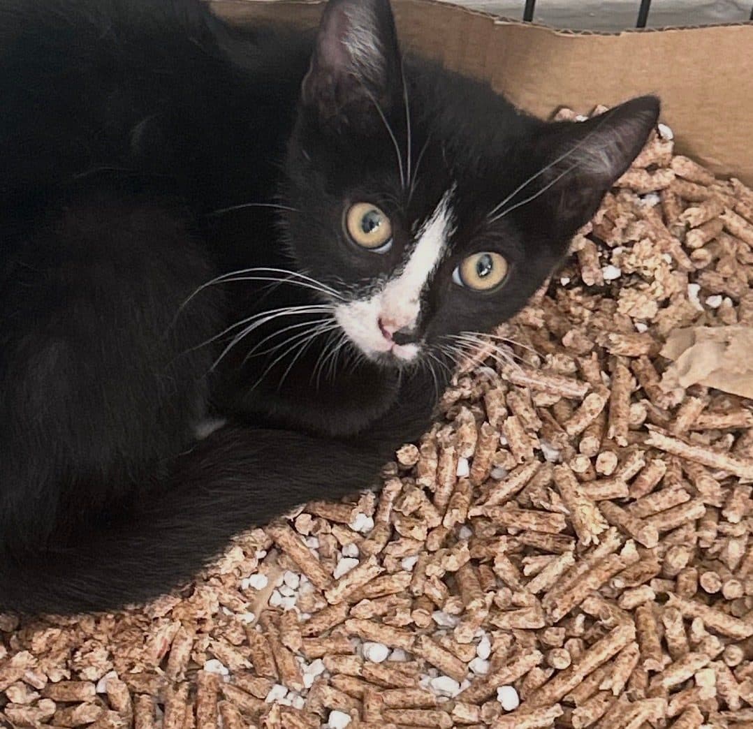 Bobby, looking for a forever home