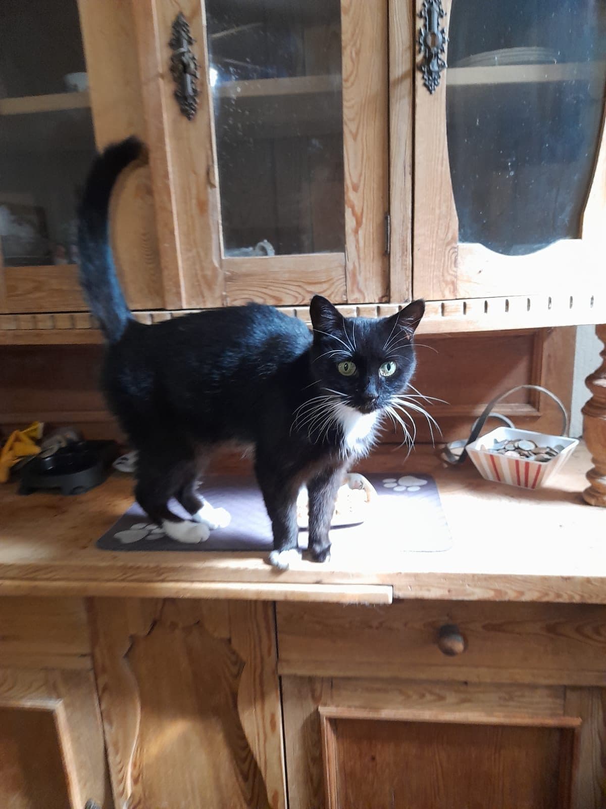 Maisie, looking for a long-term foster home