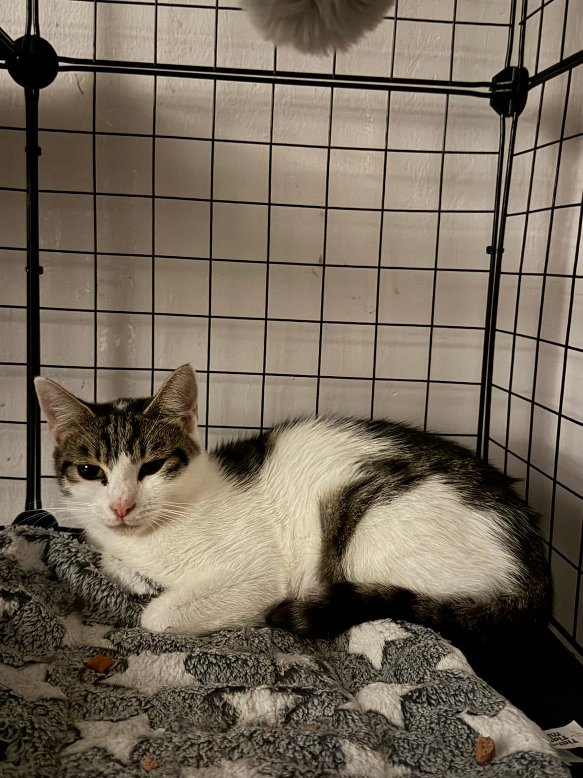 Willow, looking for a foster home