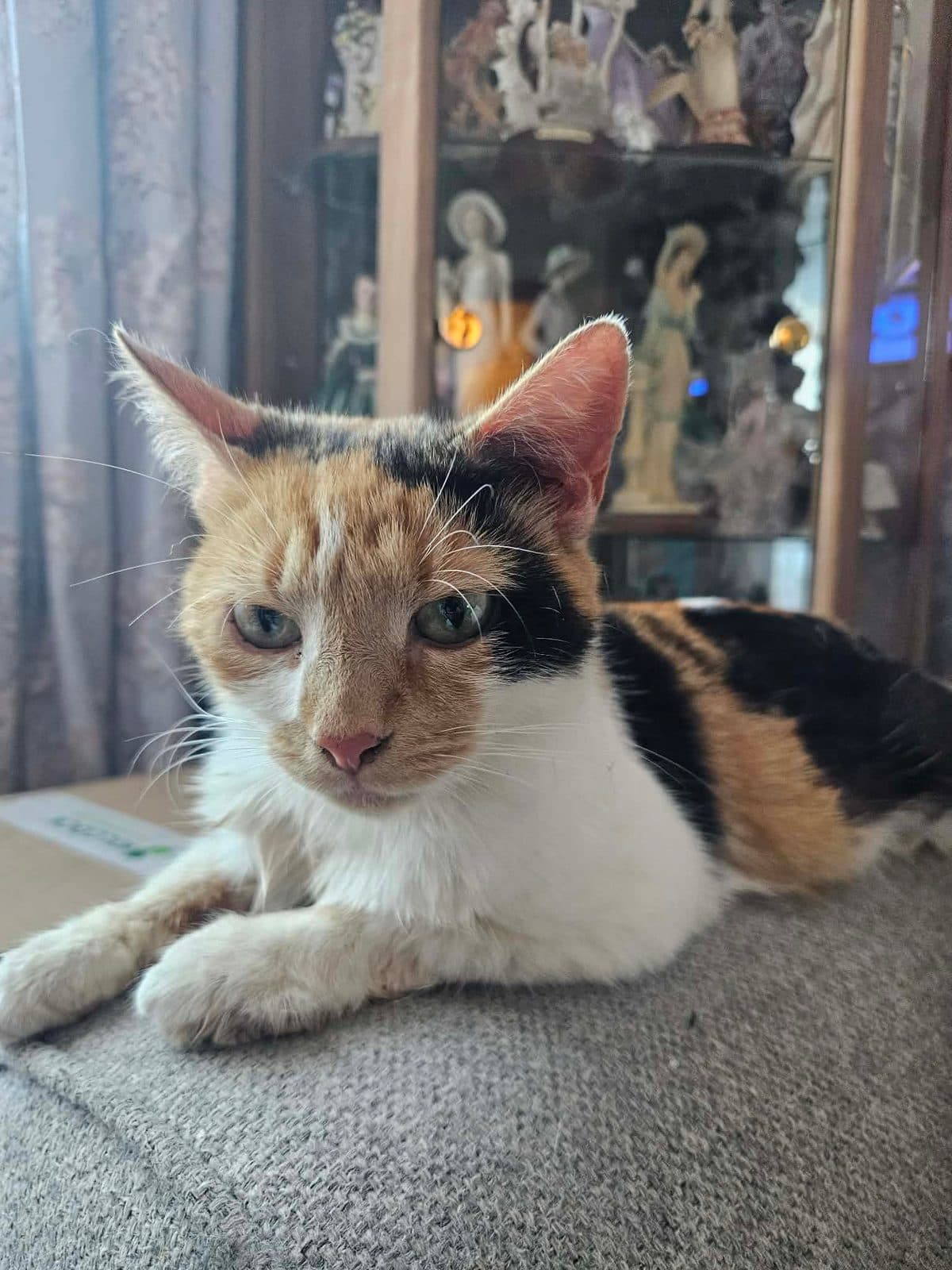 Alice, looking for a foster home