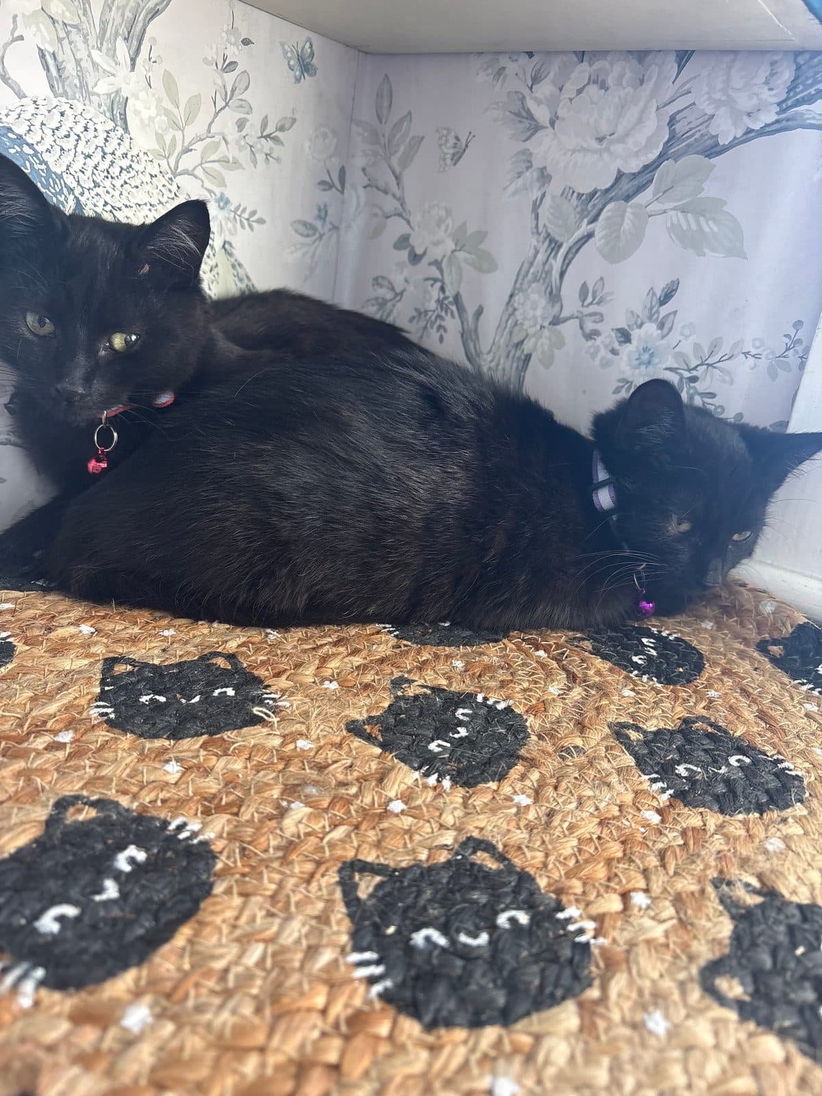 Nora & Elsie, looking for a forever home