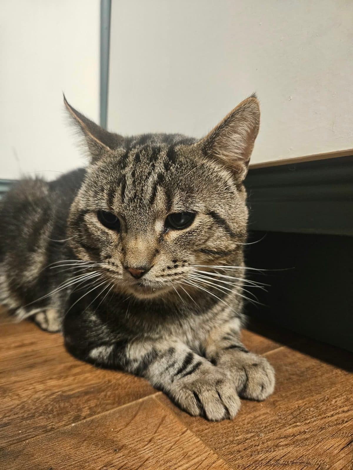 Chiko, looking for a forever home