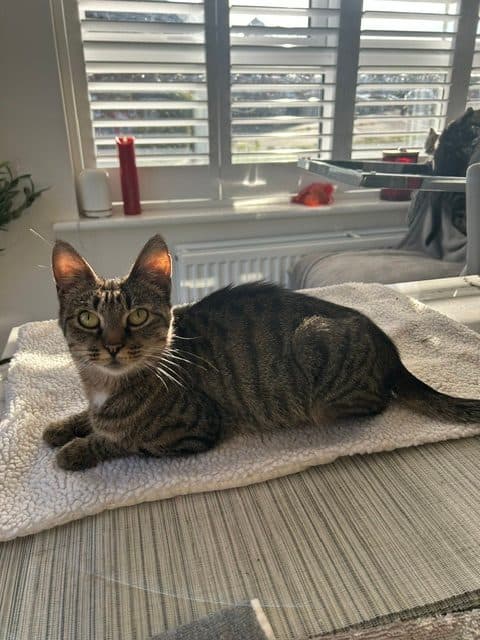 Lily, looking for a forever home