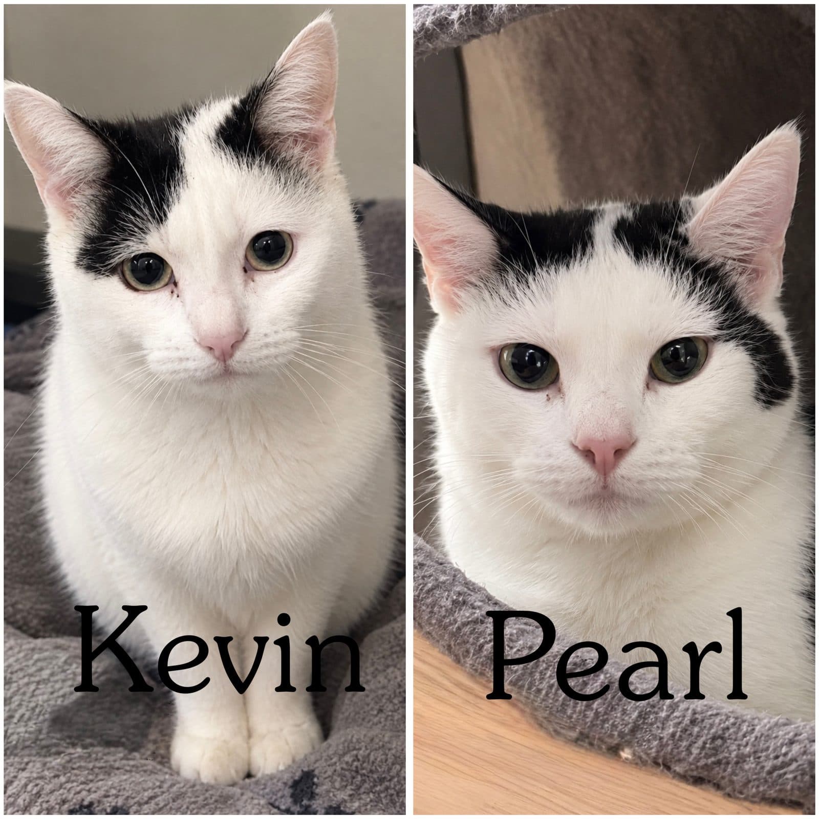 Pearl & Kevin, looking for a forever home