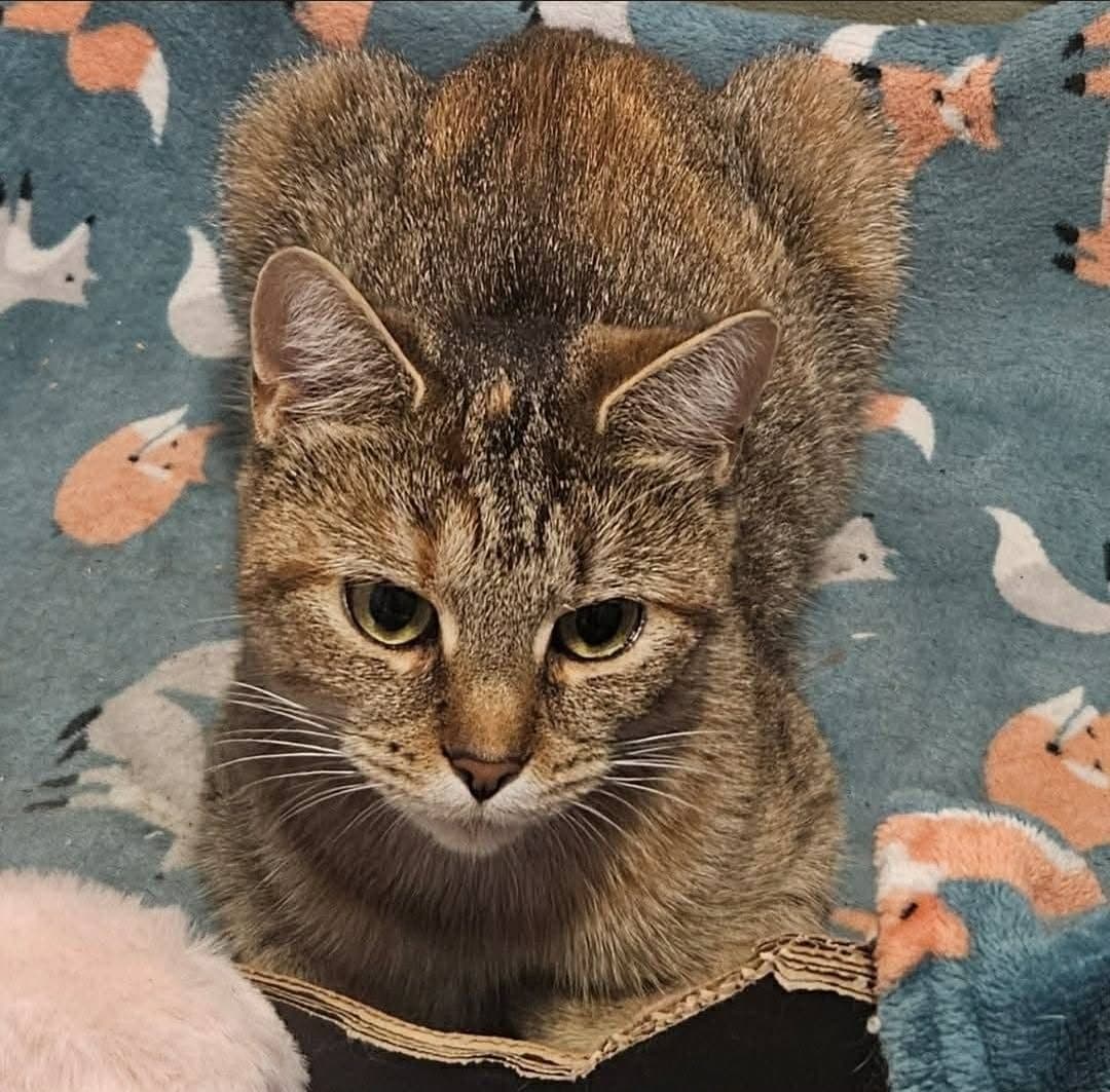 Amber, looking for a forever home