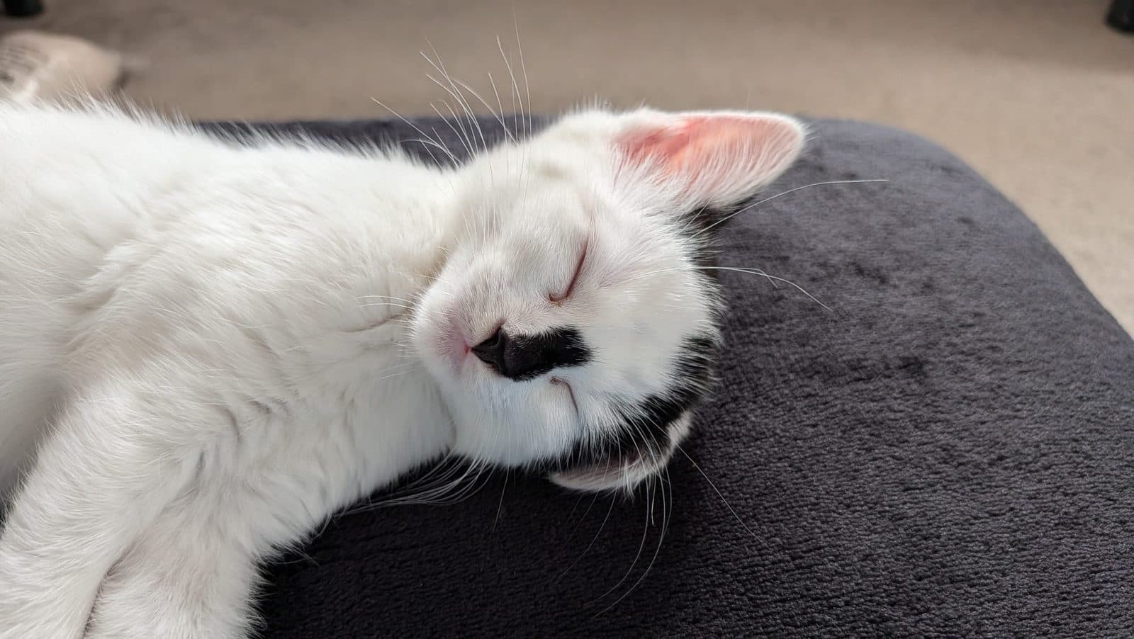 Dobbins, looking for a forever home