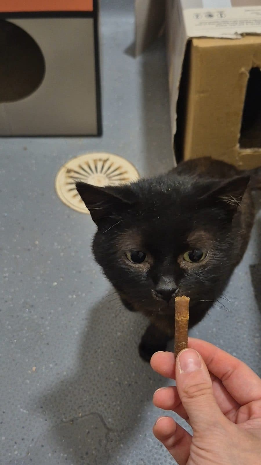 Evanter, looking for a forever home