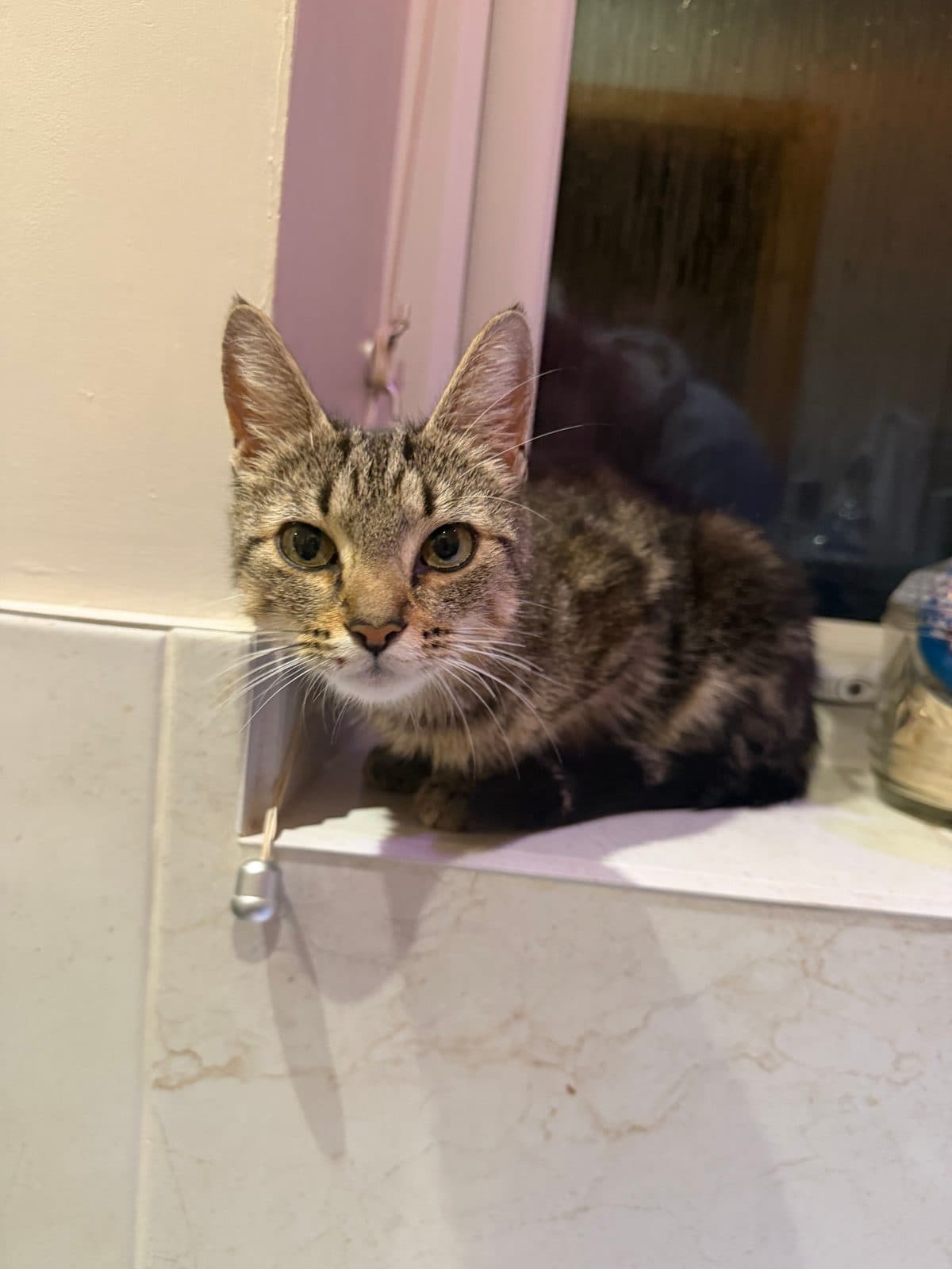 Renie, looking for a forever home