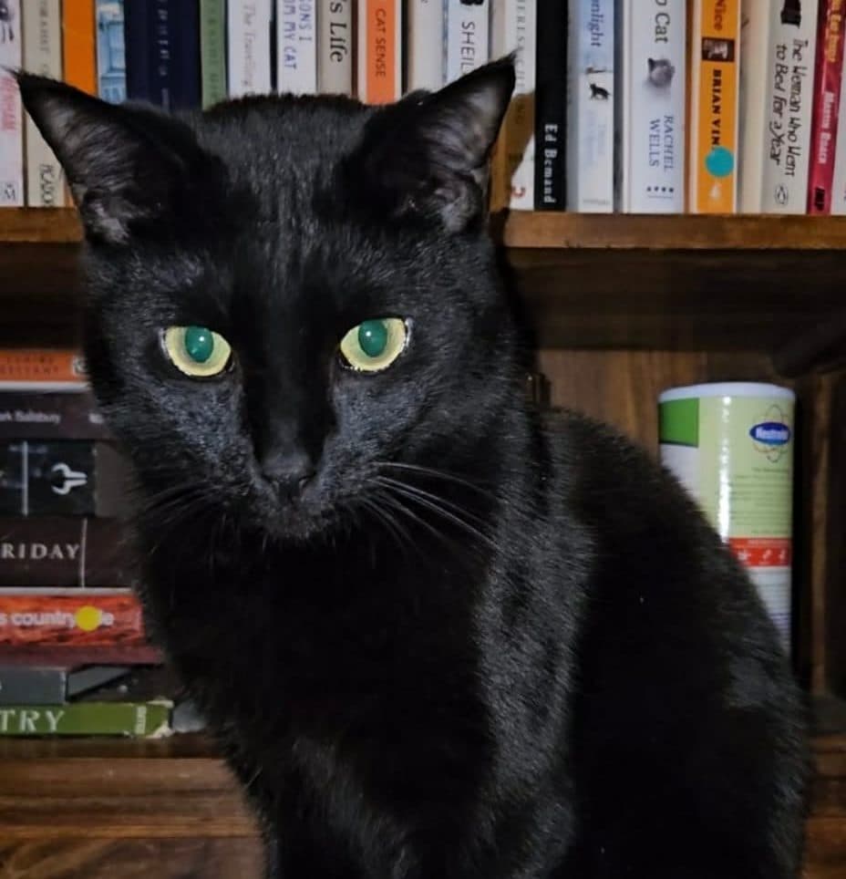 Frank, looking for a forever home