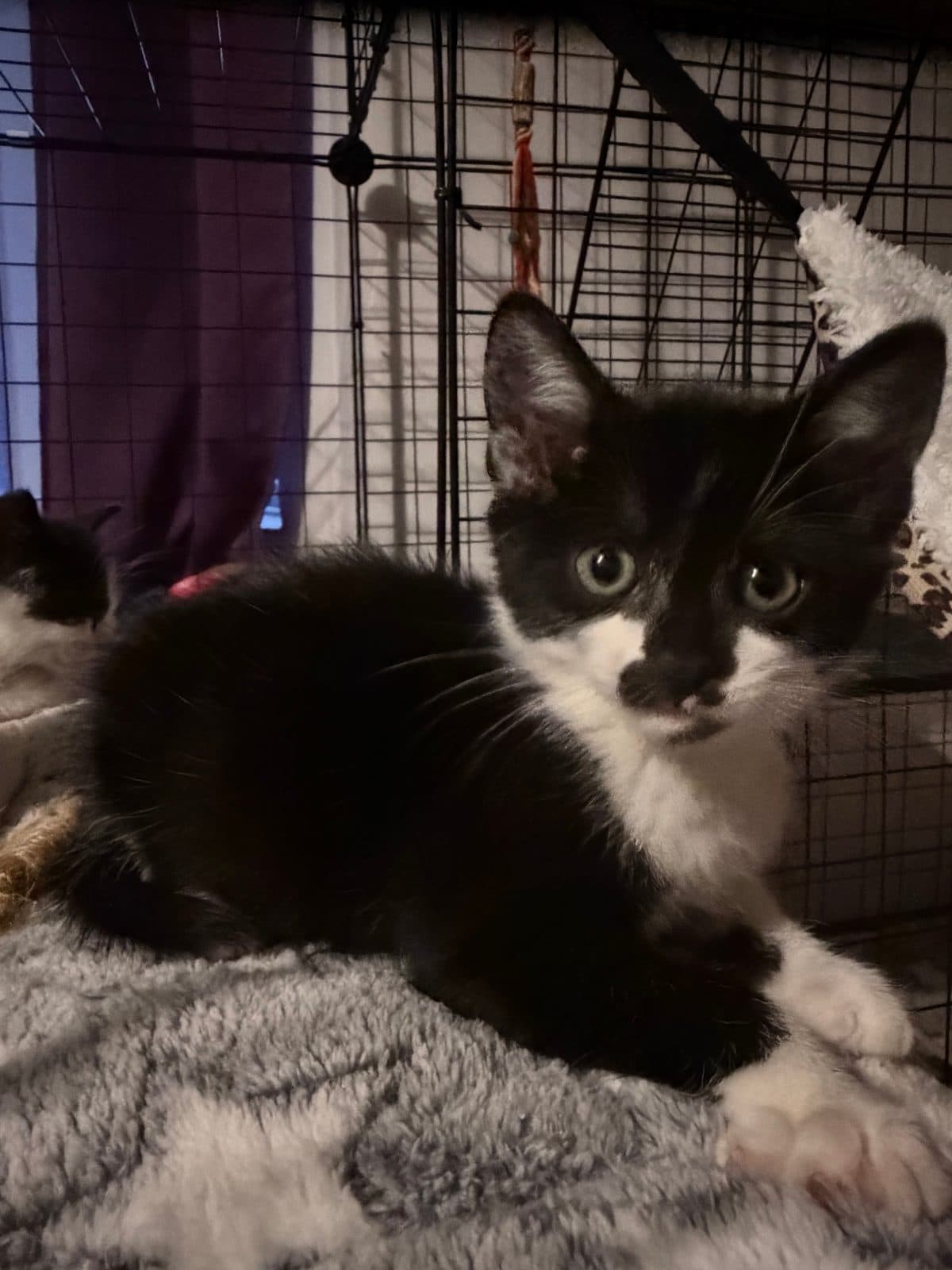 Henry, looking for a forever home
