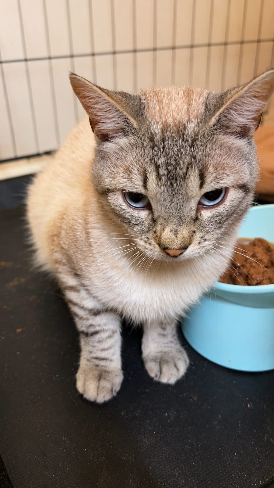 Sylvie, looking for a forever home