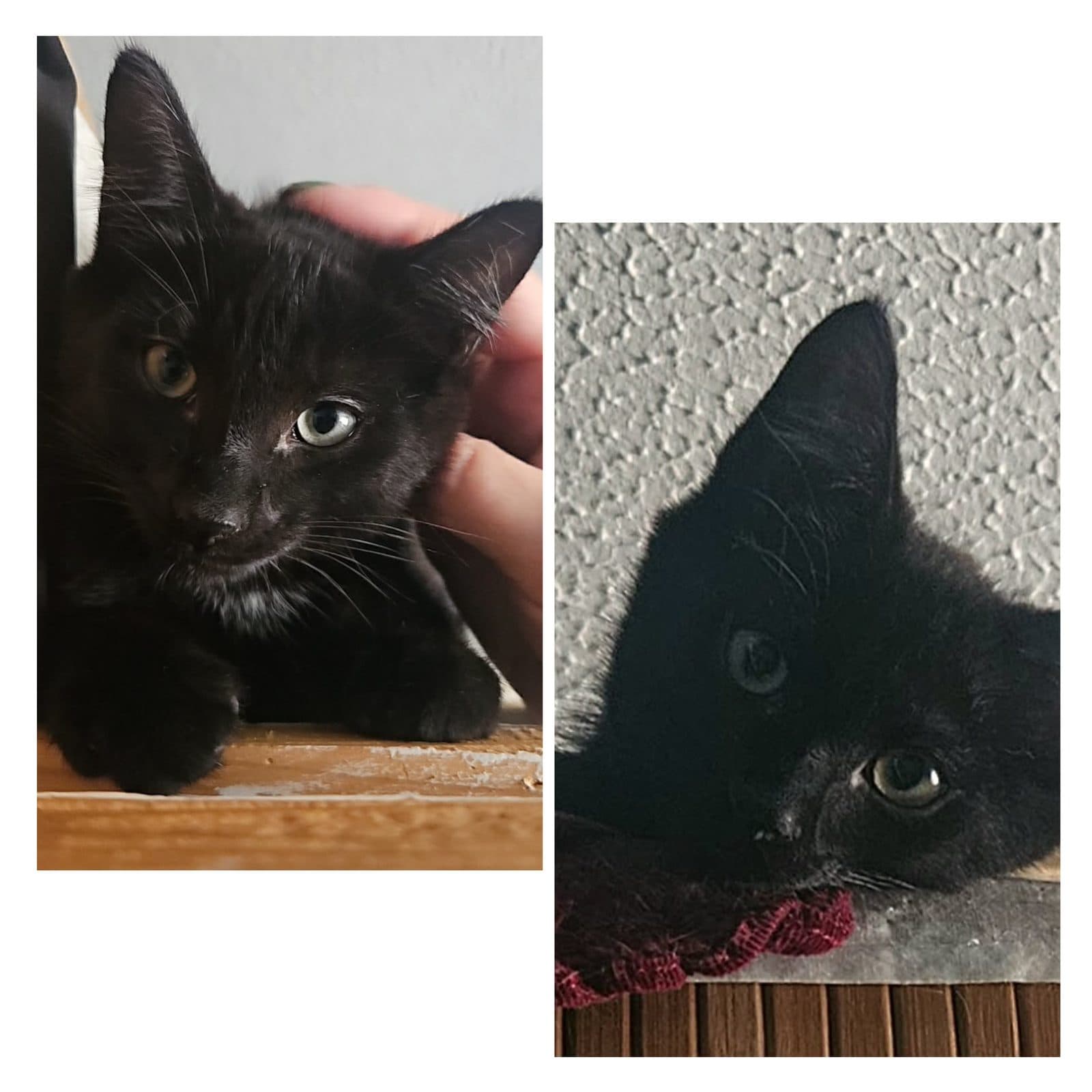 Zorro & Zoe, looking for a forever home