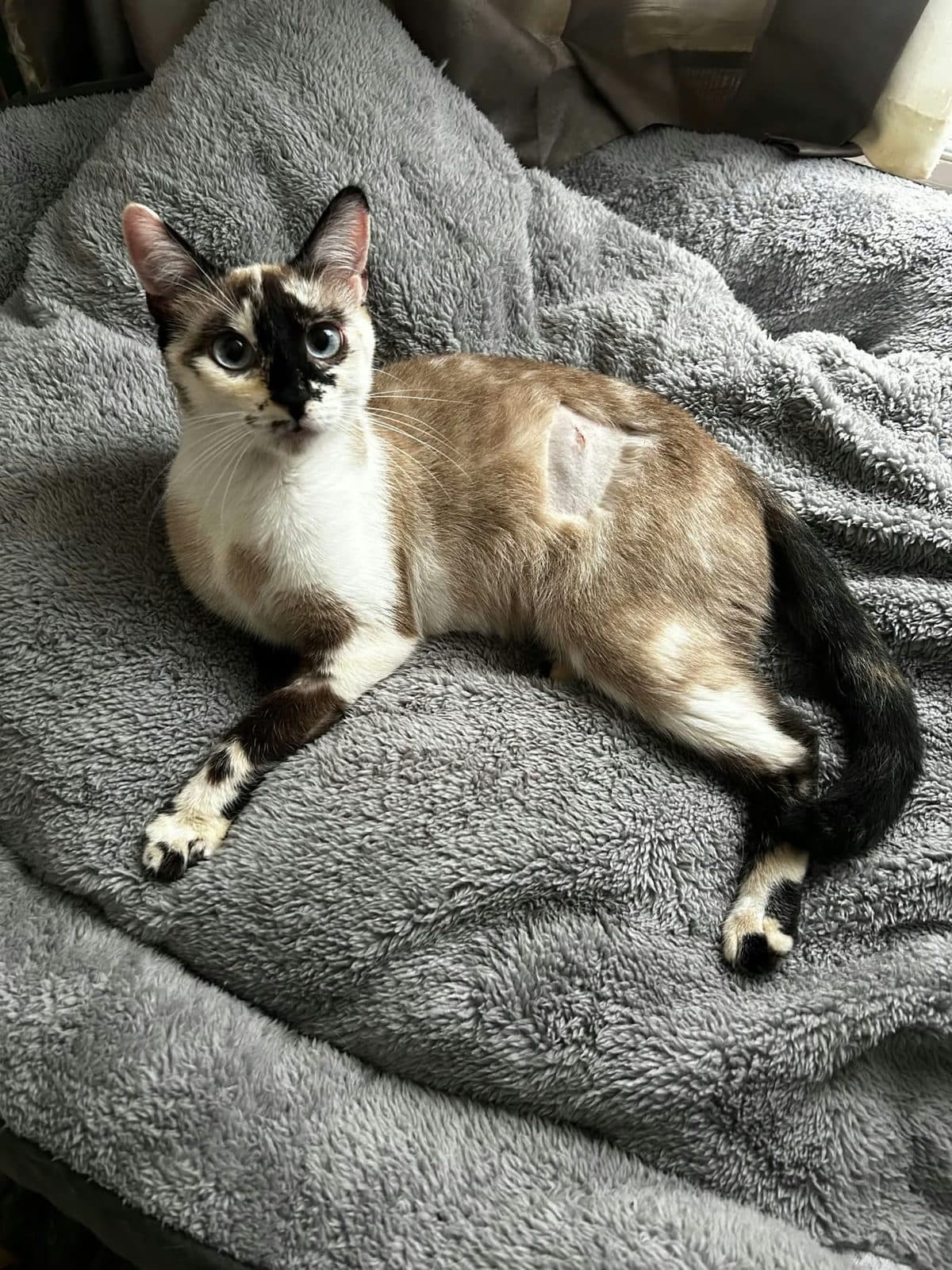 Psotka, looking for a forever home