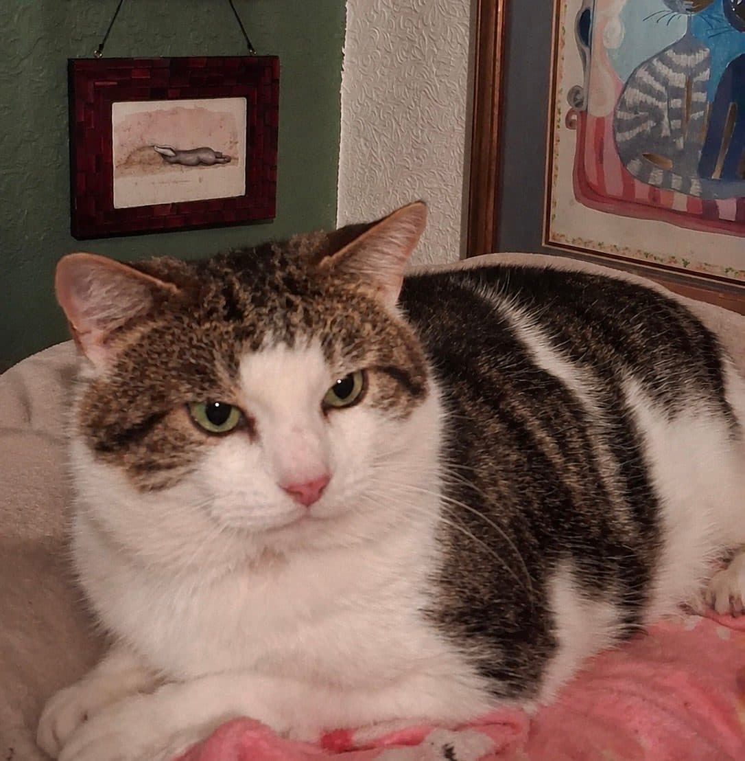 Rocky, looking for a forever home
