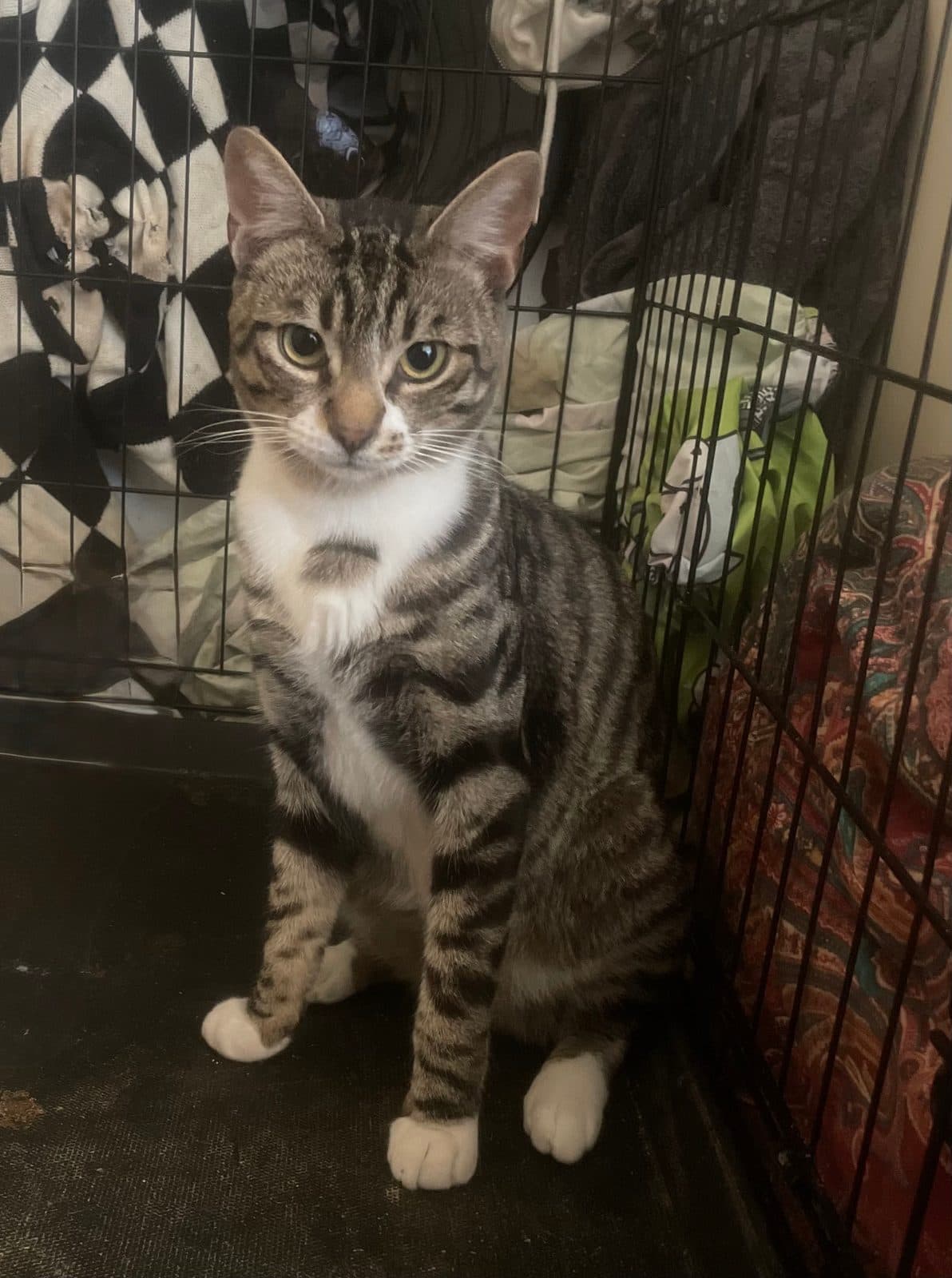 Benson, looking for a forever home