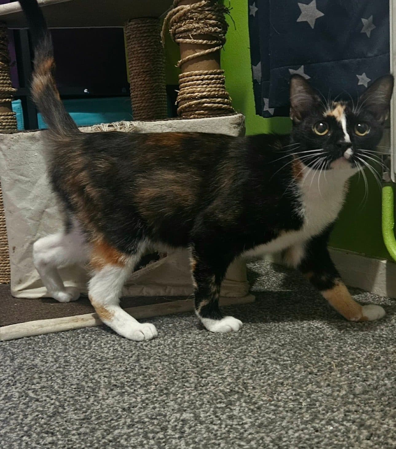 Emily, looking for a forever home