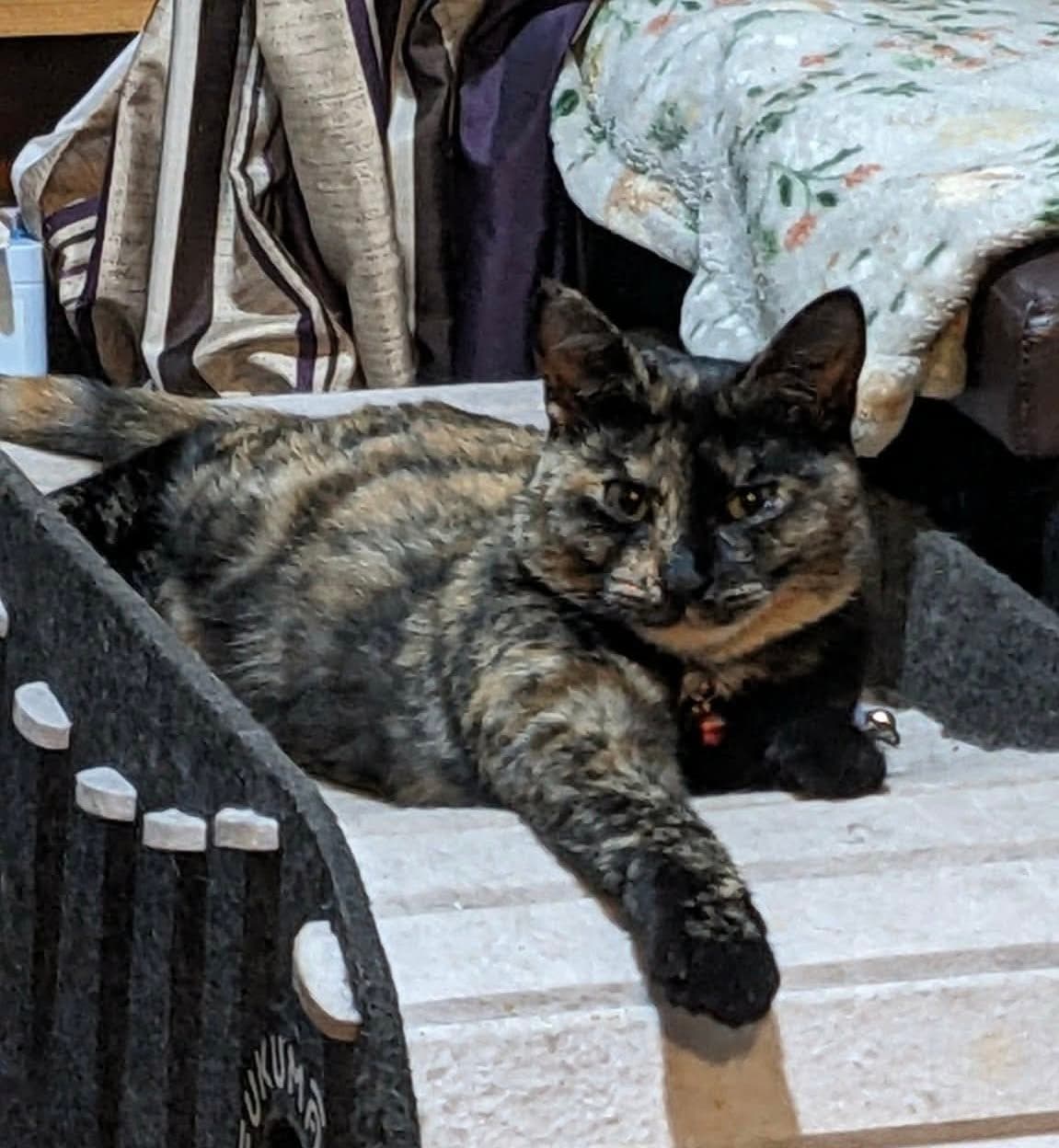 Susie, looking for a forever home