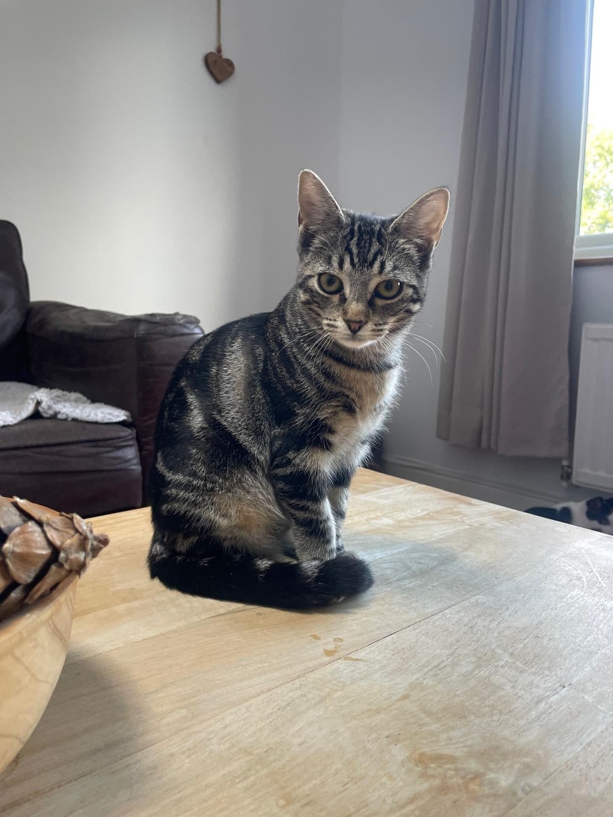 Bugs, looking for a forever home