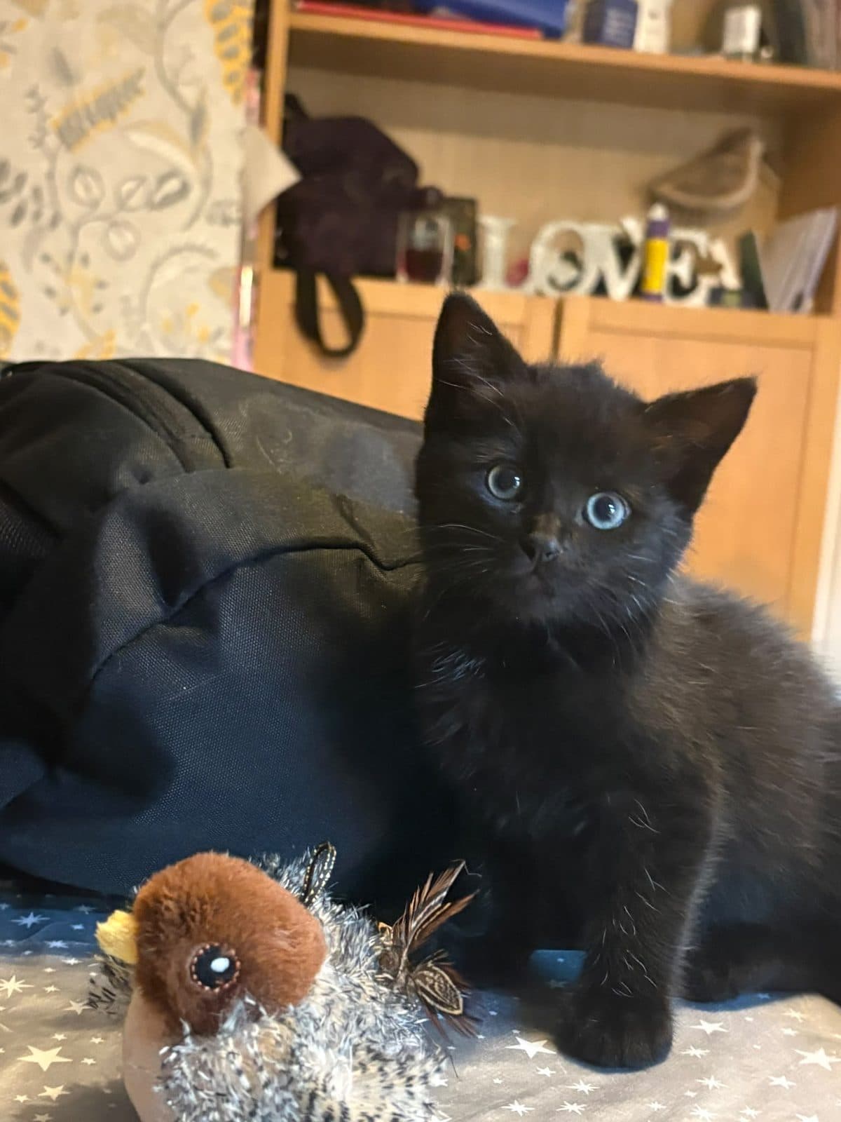 Flora, looking for a forever home
