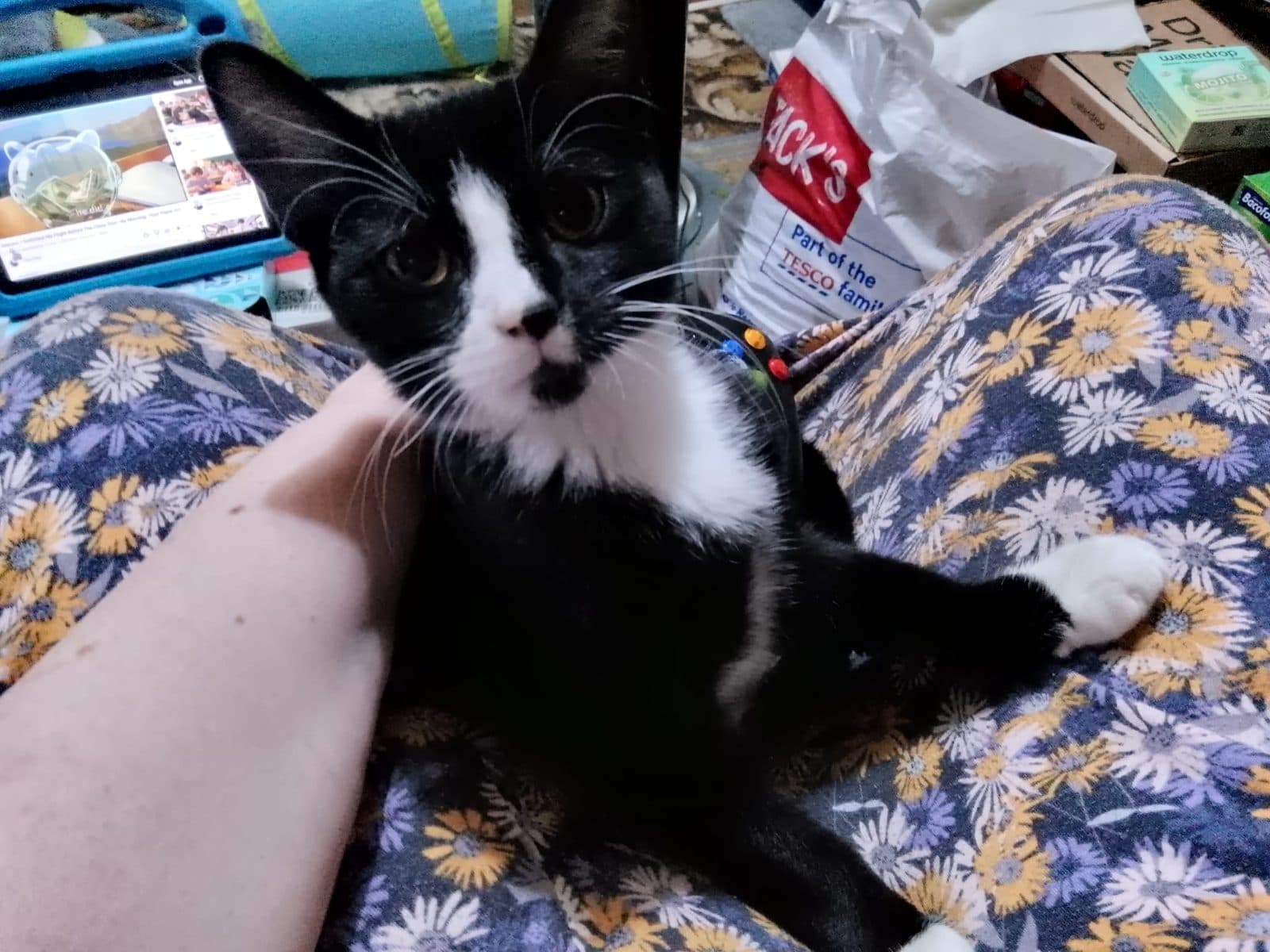 Bobby, looking for a forever home