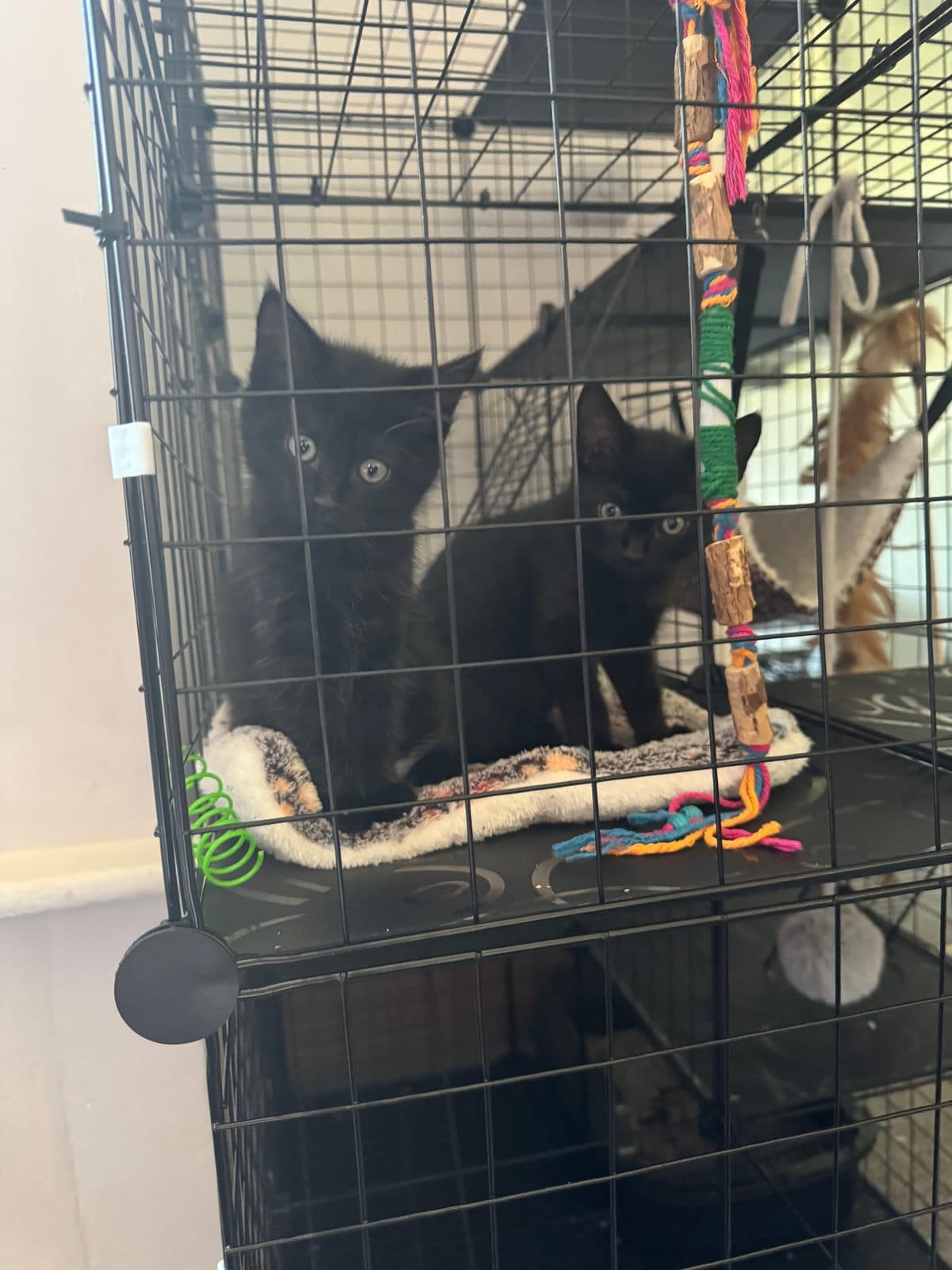 Squiggles & Sprout, looking for a forever home