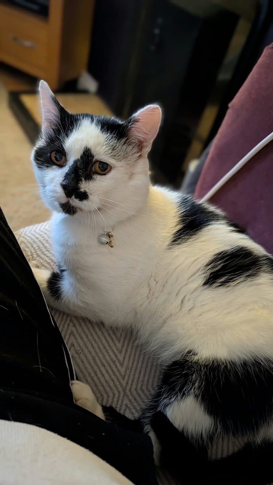 Bandit, looking for a forever home
