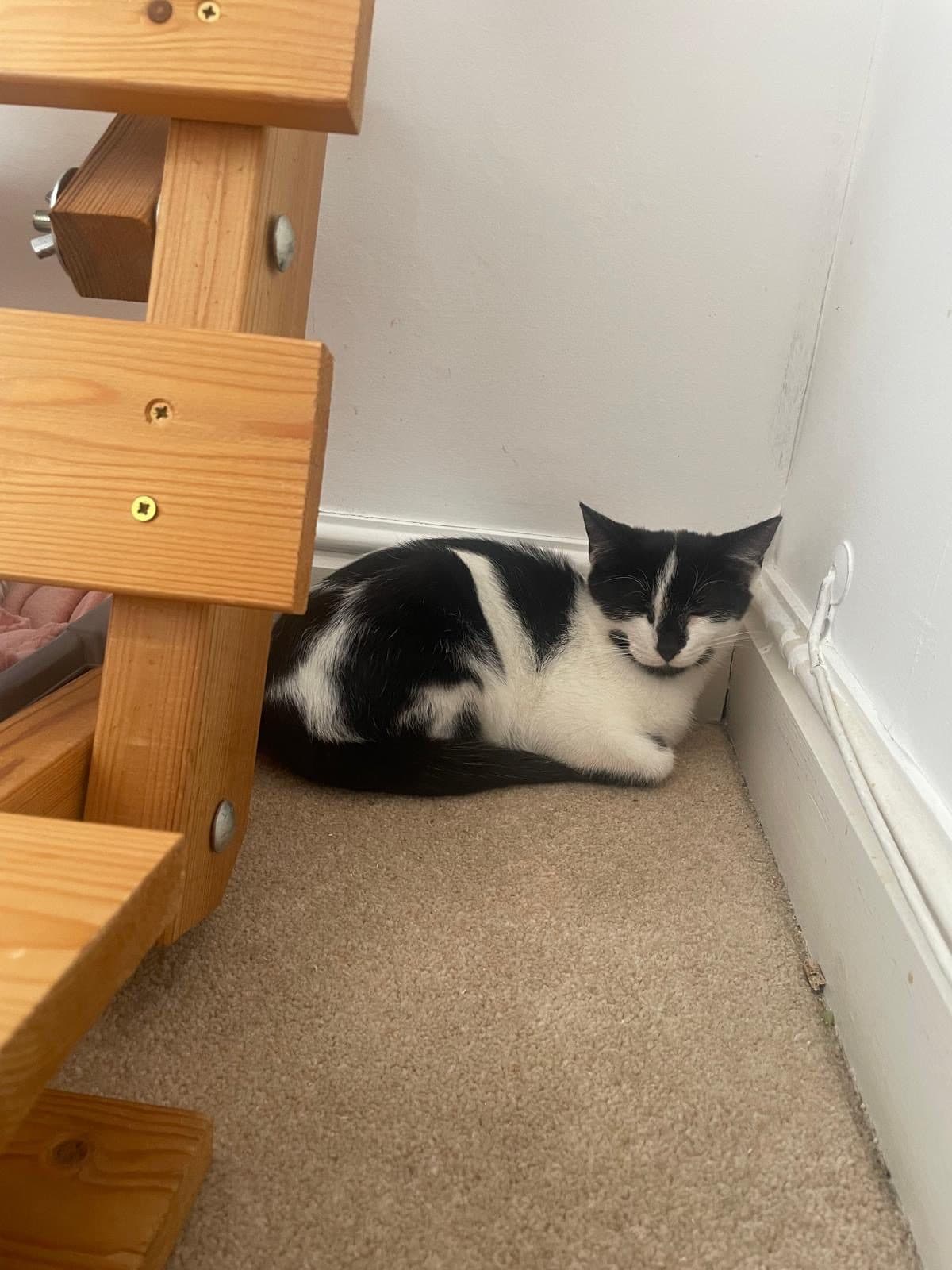 Layla, looking for a forever home
