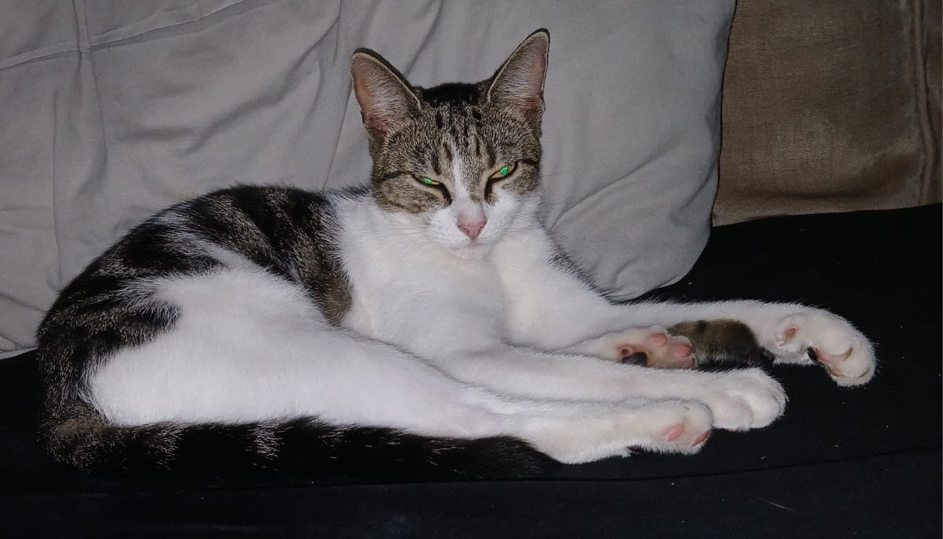 Bella, looking for a forever home