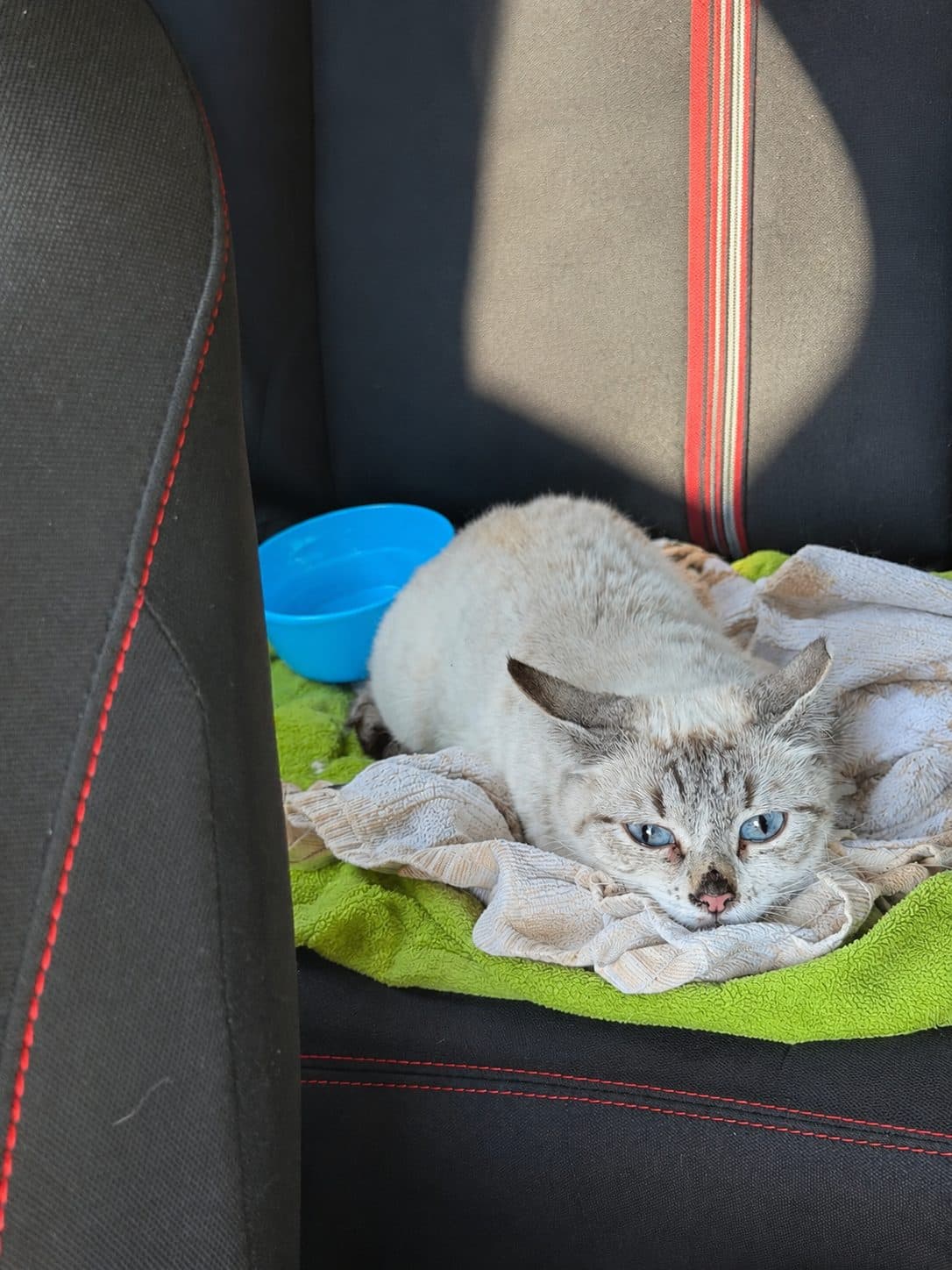 Cloud, looking for a forever home