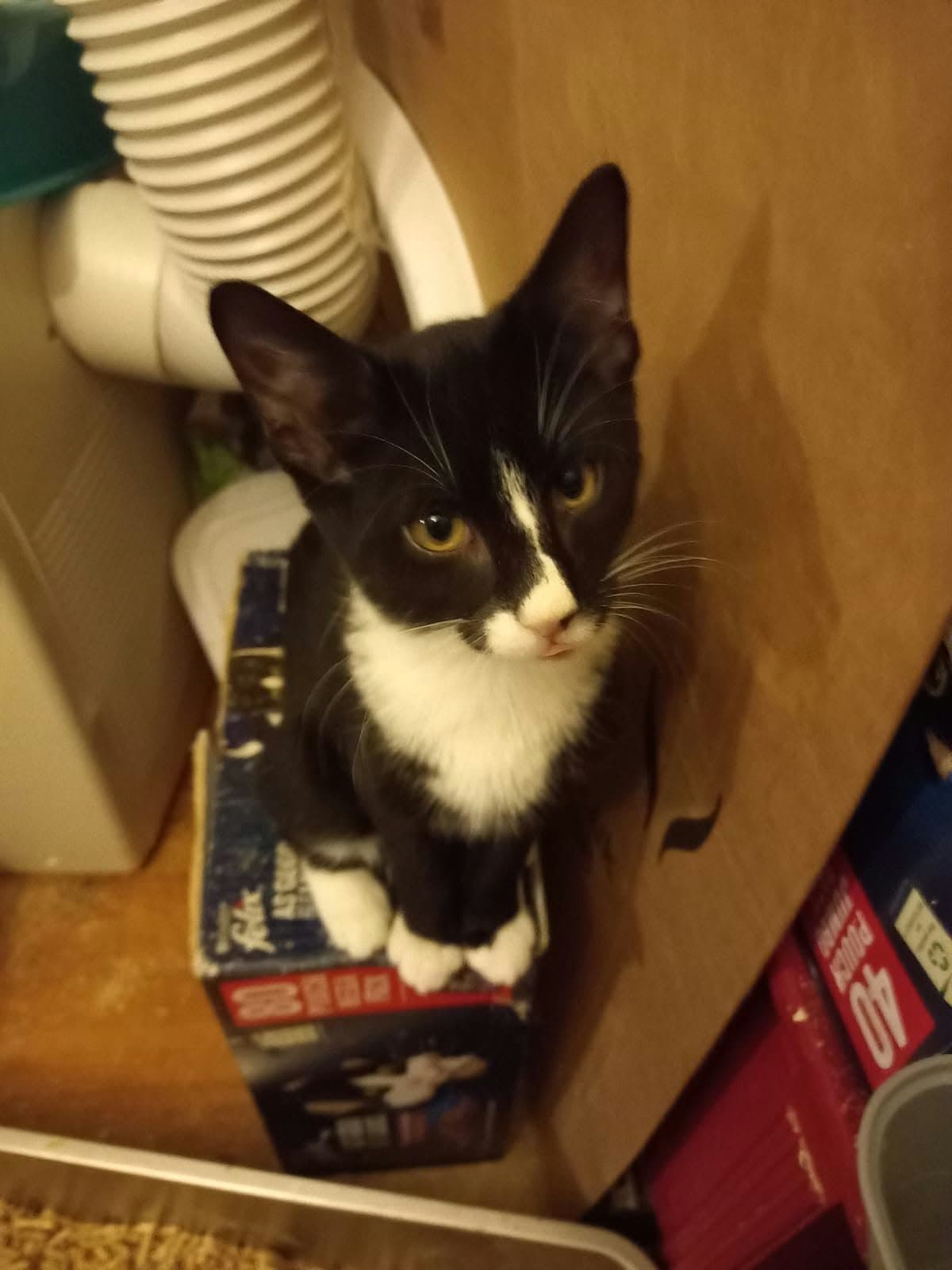 Winston, looking for a forever home
