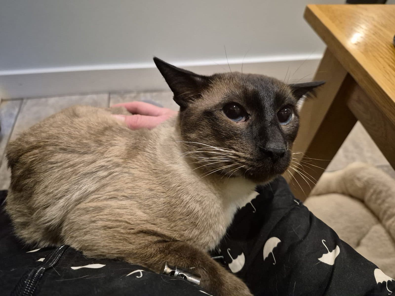 Angus, looking for a forever home